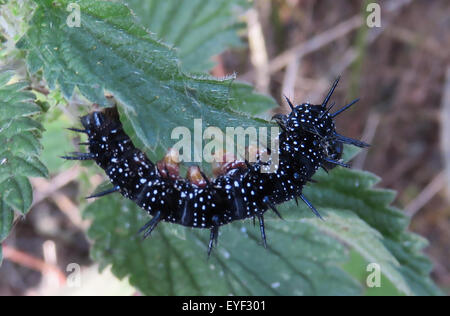 PEACOCK BUTTERFLY CATERPILLAR (Aglais io). Photo Tony Gale Banque D'Images