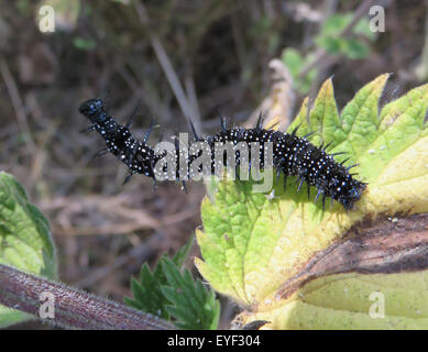 PEACOCK BUTTERFLY CATERPILLAR (Aglais io). Photo Tony Gale Banque D'Images