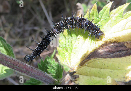 PEACOCK BUTTERFLY CATERPILLAR (Aglais io). Photo Tony Gale Banque D'Images