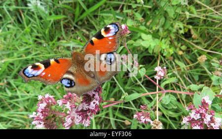 PEACOCK BUTTERFLY (Aglais io). Photo Tony Gale Banque D'Images