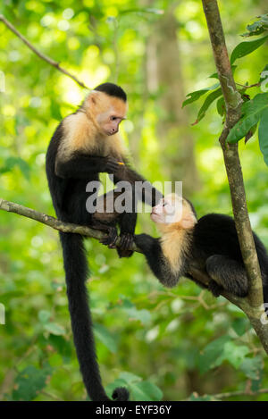 Une paire de visage blanc bébé singe capucin jouant Banque D'Images