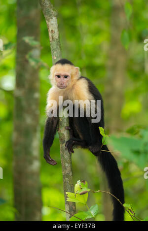 Un bébé singe capucin blanc face Banque D'Images