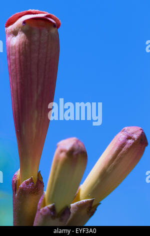 Direction générale à la fleur et pistil au Jardin botanique royal de Madrid, Espagne, Europe Banque D'Images