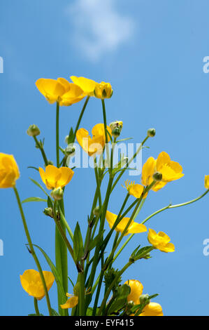 , Kriechender Hahnenfuss Ranunculus repens,, ; Banque D'Images