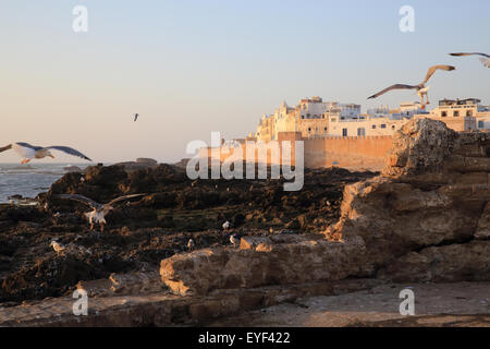 Mouettes survolez la liste de l'UNESCO, ville côtière d'Essaouira, au Maroc, Afrique du Nord Banque D'Images