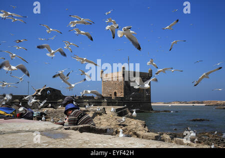 Mouettes cercle les pêcheurs sur le quai par la Skala de la Ville à Essaouira au Maroc, l'Afrique du Nord Banque D'Images