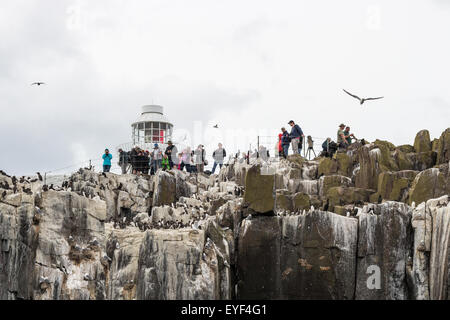 Les observateurs d'oiseaux sur les îles Farne, Northumberland, England Banque D'Images