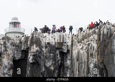 Les observateurs d'oiseaux sur les îles Farne, Northumberland, England Banque D'Images