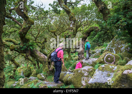 Une famille autour de Wistman's Wood, un haut-altitude oakwood (Quercus robur), près de deux ponts, Dartmoor, dans le Devon, England, UK Banque D'Images