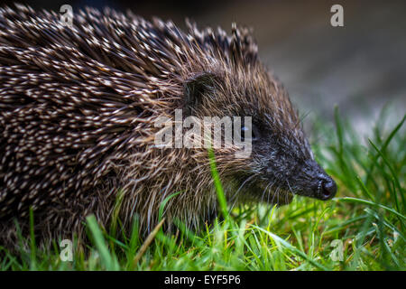 Jeune hérisson (Erinaceus europaeus) a apparemment smiling Banque D'Images