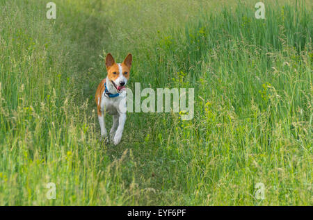 Basenji mignon chien qui court dans l'herbe de printemps Banque D'Images