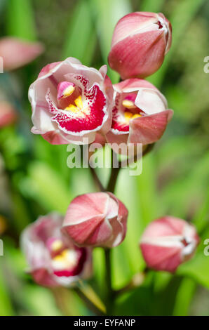 Direction générale de l'espèce rouge cymbidium orchidée qui fleurit en face de ses belles feuilles vertes Banque D'Images