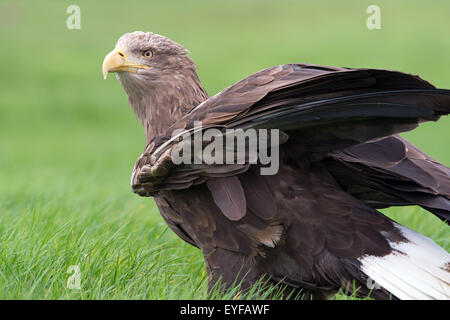 L'aigle de mer à queue blanche (Haliaeetus albicilla) Banque D'Images