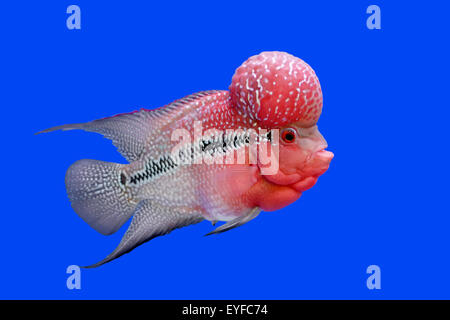 Cichlidés flowerhorn ou cichlasoma poisson dans l'aquarium Banque D'Images