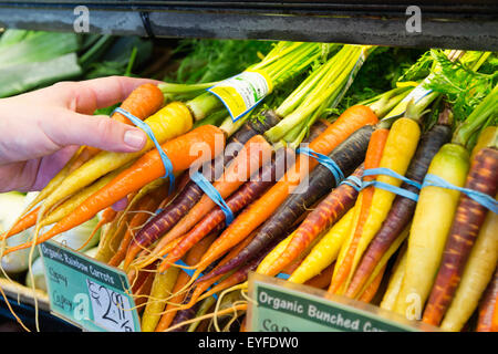 Man holding carottes au supermarché Banque D'Images
