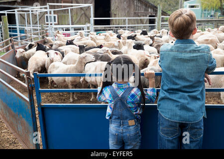 Girl (6-7) and boy (10-11) à la recherche au troupeau de moutons Banque D'Images