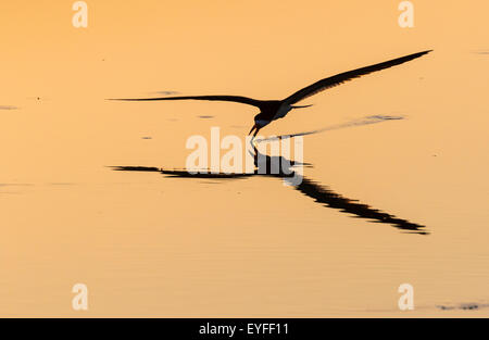 Skimmer Rynchops niger (noir) la chasse au lever du soleil en bord de mer, Galveston, Texas, États-Unis. Banque D'Images