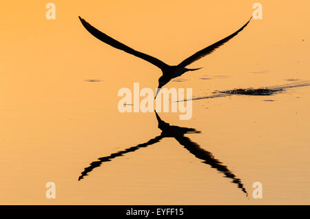 Skimmer Rynchops niger (noir) la chasse au lever du soleil en bord de mer, Galveston, Texas, États-Unis. Banque D'Images