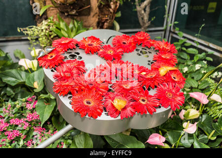 Papillon se nourrit du nectar des fleurs dans le Jardin des papillons à Changi, l'aéroport international de Singapour. Ce jardin, à l'aérogare 3, i Banque D'Images