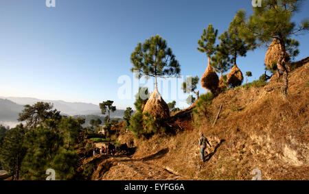 Trek dans l'Himalaya indien Kumaon Uttarakhand, Inde ; Banque D'Images