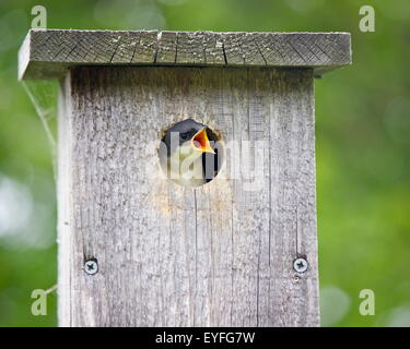 Un bébé affamé hirondelle bicolore (Tachycineta bicolor) dans une maison d'oiseau de l'ouvrir sa bouche pour l'alimentation Banque D'Images
