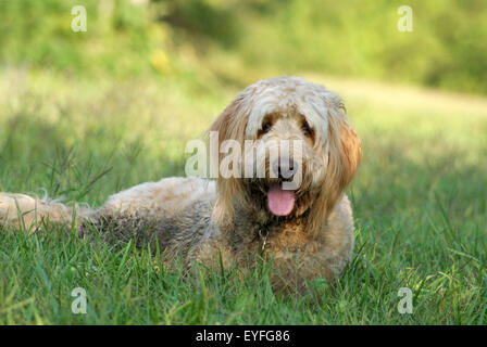Un chien golden doodle allongé dans l'herbe un jour d'été, haletant Banque D'Images