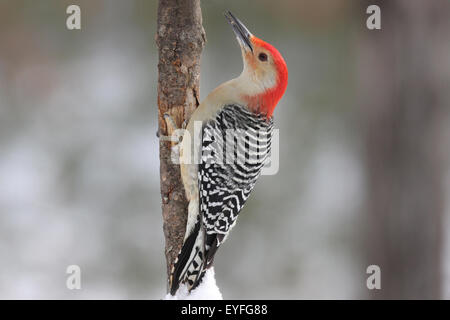 Un mâle, rouge à ventre roux (Melanerpes melanerpes) perché sur une branche en hiver Banque D'Images