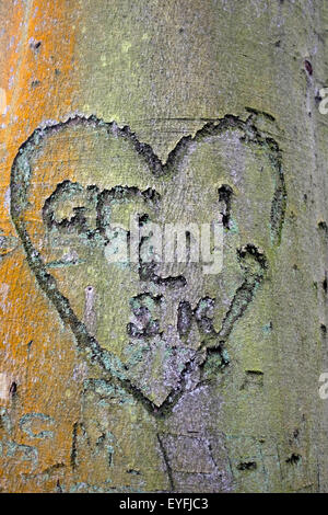 Coeur sculpté et initiales dans une déclaration d'amour sur un tronc d'arbre. Banque D'Images