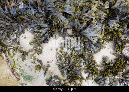 Close-up d'algues à marée basse sur la plage de Poreath à Cornwall. Banque D'Images