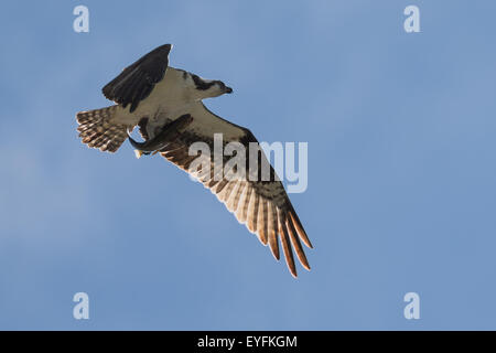 Un balbuzard pêcheur (Pandion haliaetus) capture une truite de la firehole River dans le parc national de Yellowstone dans le Wyoming Banque D'Images