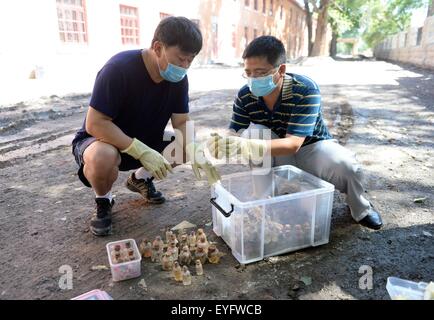 (150729) -- HARBIN, 29 juillet 2015 (Xinhua) -- Les chercheurs vérifier navire de verre provenant de la demeure des reliques de la célèbre Unité 731 siège à Harbin, Heilongjiang Province du nord-est de la Chine, le 28 juillet 2015. Les fosses d'incinération et des traces d'explosifs laissés par les envahisseurs japonais destruction de preuves ont été trouvés les vestiges de la célèbre Unité 731 Japon siège à Harbin. Les nouveaux résultats ont fait partie d'une opération pour détruire les bactéries et brûler un laboratoire expérimental accessible sur le site. L'unité 731 était un top-secret de guerre chimique et biologique de base recherche establishe Banque D'Images