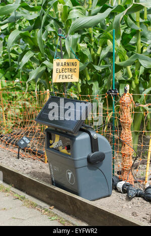 L'énergie solaire portable unité de batterie et d'une clôture électrique autour d'une culture de maïs dans le potager à RHS Wisley Gardens. UK Banque D'Images