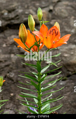 Feuerlilie Feuer-Lilie lilium bulbiferum ; ;, Banque D'Images