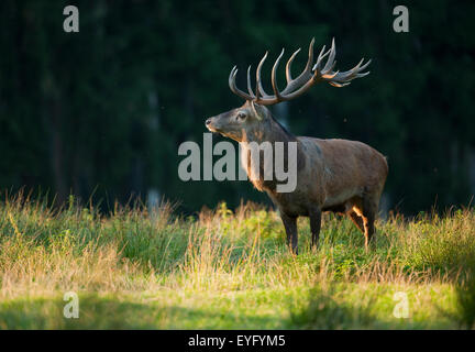 Red Deer (Cervus elaphus), debout dans la lumière du soir, captive, Saxe, Allemagne Banque D'Images