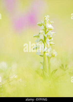 Green-winged orchid (Anacamptis morio), blanc, Lobau, Vienne, Autriche Banque D'Images