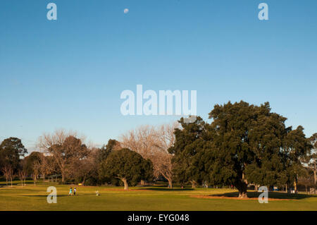 Enfants jouant à Princes Park, Caulfield, un après-midi d'hiver à Melbourne. Le grand arbre à droite est un chêne de liège, Quercus suber Banque D'Images