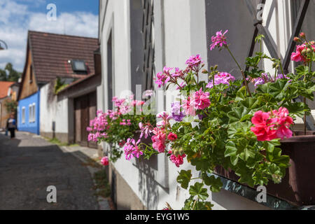 Vieille ville fleurs de rue Pelargonium pot fenêtre Pelargoniums fenêtre Bohême du Sud République tchèque Europe Geranium pot Pelargonium fleurs en fleurs Banque D'Images