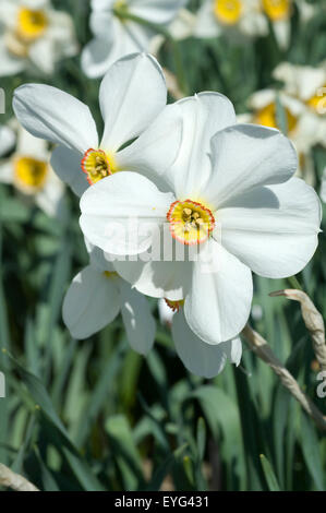 Dichternarzisse, Narcissus Poeticus ; Banque D'Images