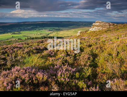 Heather en fleurs sur les pentes de la balise sur la route à Simonside, Rothbury, Northumberland National Park, Angleterre Banque D'Images