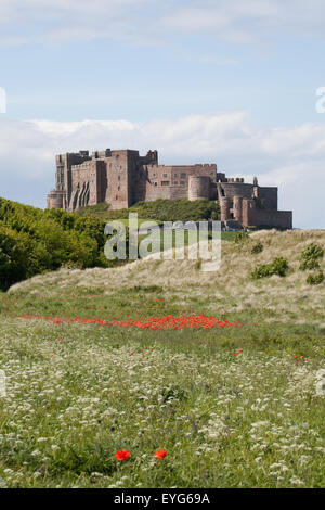 Un champ de coquelicots rouges en face de Château de Bamburgh Northumberland England Royaume-Uni Banque D'Images