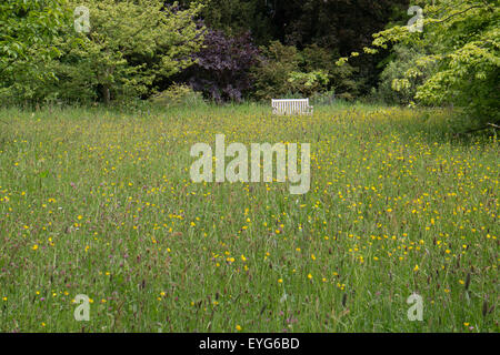 Wild Flower meadow avec renoncules clover et herbes Banque D'Images
