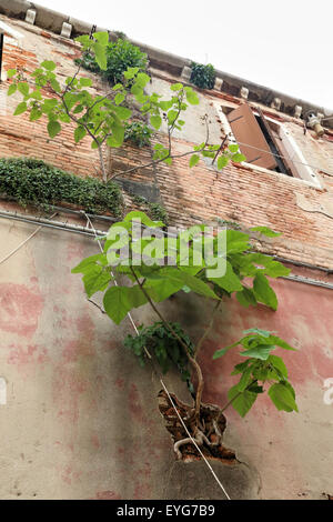 Arbre pousse hors de mur de brique de l'Archivio Storico Venezia, Archivio Generale, Campo de la Celestia. Banque D'Images