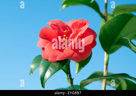 Kamelie Camellia japonica, ; ; Banque D'Images