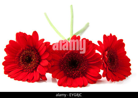 La gerbera rouge trois devant over white Banque D'Images