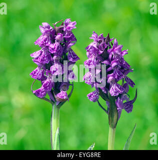 Geflecktes Knabenkraut Dactylorhiza maculata, Banque D'Images