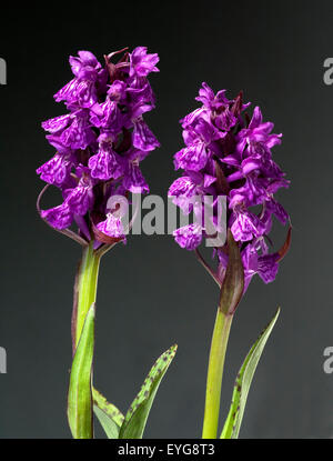 Geflecktes Knabenkraut Dactylorhiza maculata, Banque D'Images