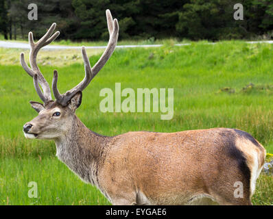 Tame Stag à Glencoe Highlands écossais UK Banque D'Images