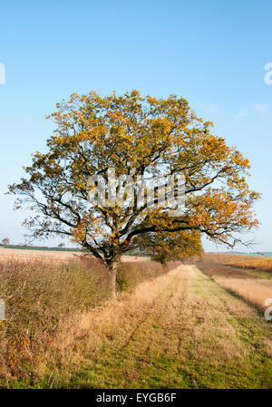 Arbres en automne, Blidworth Dorset England UK Banque D'Images