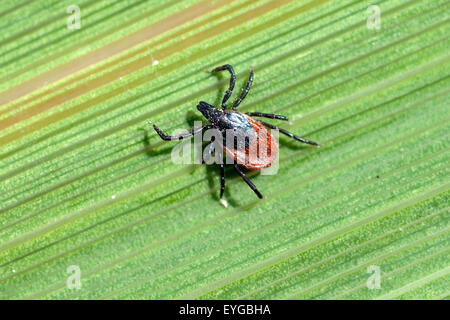 Zecke ; Holzbock ; l'Ixodes ricinus ; ; Banque D'Images