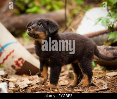 Cute black chien chiot Banque D'Images